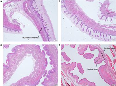 Transcriptomic Profiling of Circular RNAs in the Goat Rumen During Fetal and Prepubertal Period